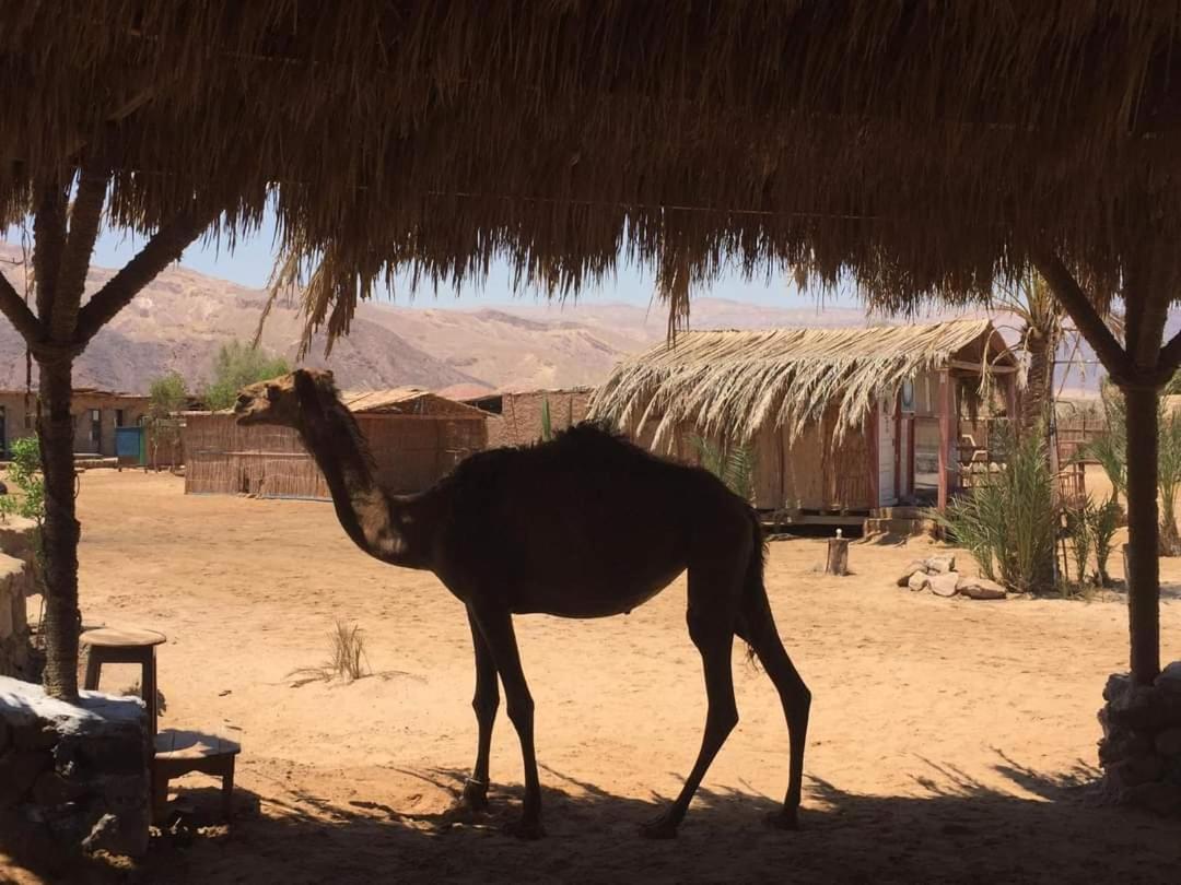 Diana Beach Camp Hotell Nuweiba` Exteriör bild